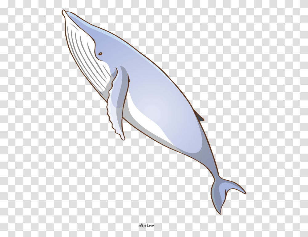 Animals Fin Bottlenose Dolphin Blue Whale For Whale Fish, Sea Life, Mammal, Beluga Whale Transparent Png
