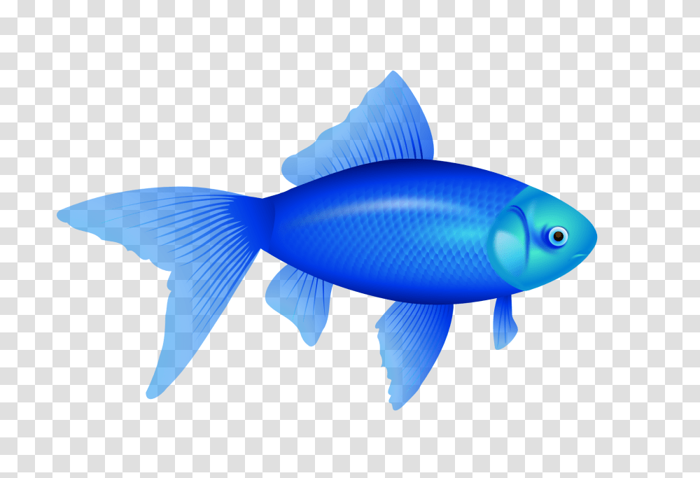 Animals, Fish, Carp, Amphiprion, Sea Life Transparent Png