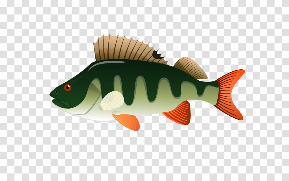 Animals, Fish, Perch Transparent Png