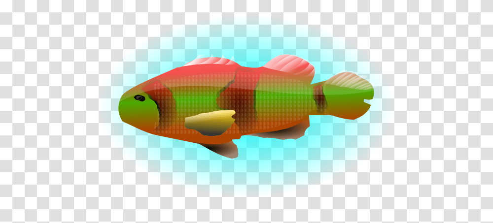 Animals, Fish, Toy, Perch, Amphiprion Transparent Png