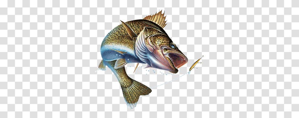 Animals For Walleye Fishing Logos Walleye Fishing Logo, Perch Transparent Png