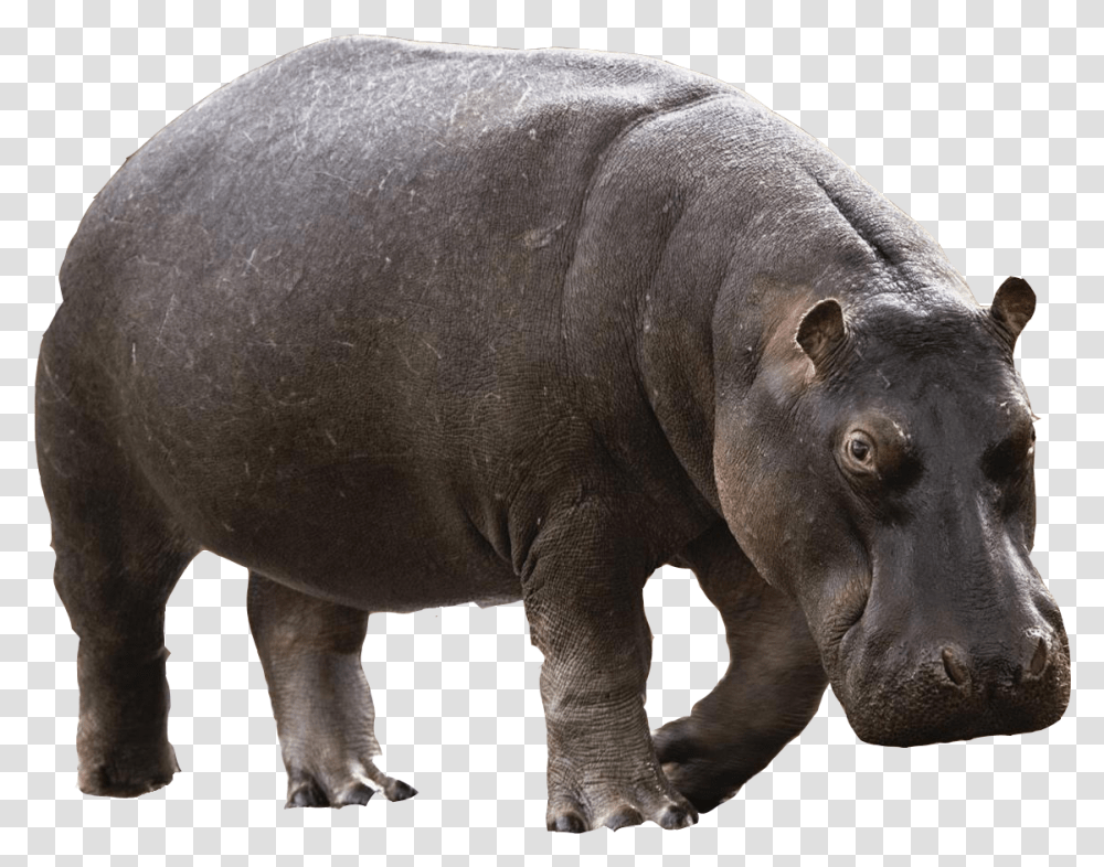 Animals Free Images Hippopotamus, Elephant, Wildlife, Mammal Transparent Png