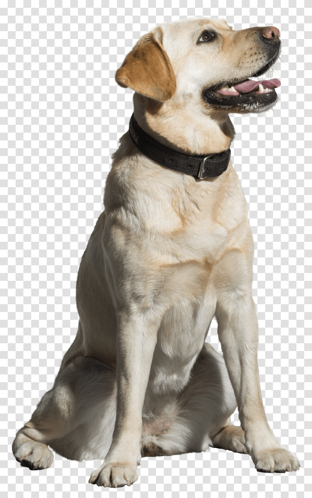 Animals Free Resources Download Collection Images Of Pet Animals Transparent Png