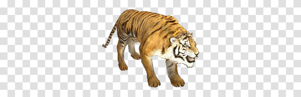 Animals Friends Cat Gif Chibi Drawings Tiger Gif Background, Wildlife, Mammal Transparent Png
