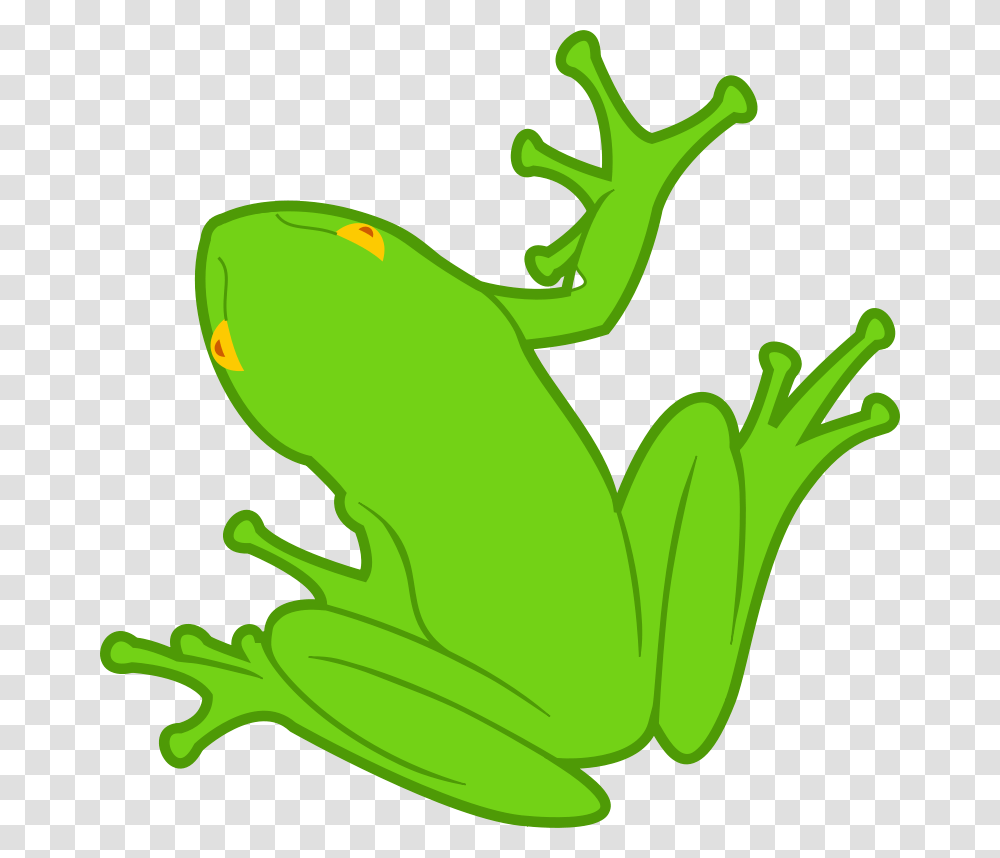 Animals, Frog, Amphibian, Wildlife Transparent Png