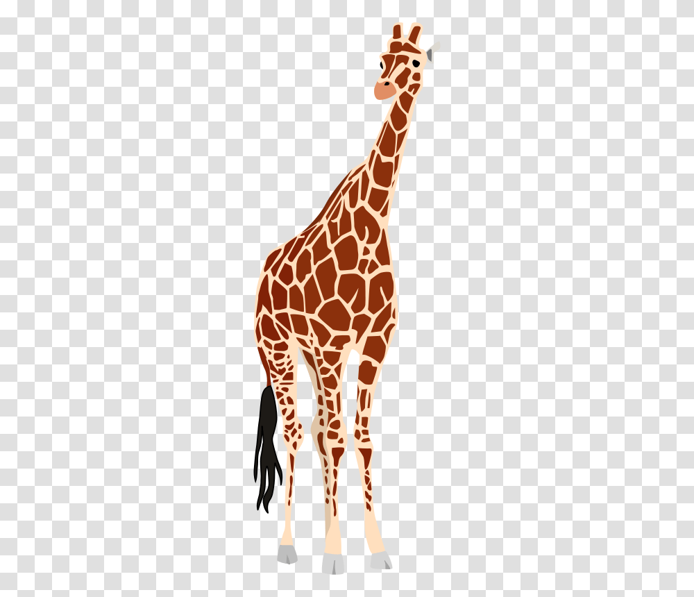 Animals, Giraffe, Wildlife, Mammal Transparent Png