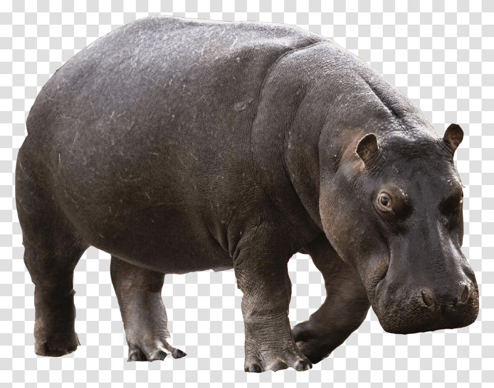 Animals Hd Hippo, Elephant, Wildlife, Mammal Transparent Png