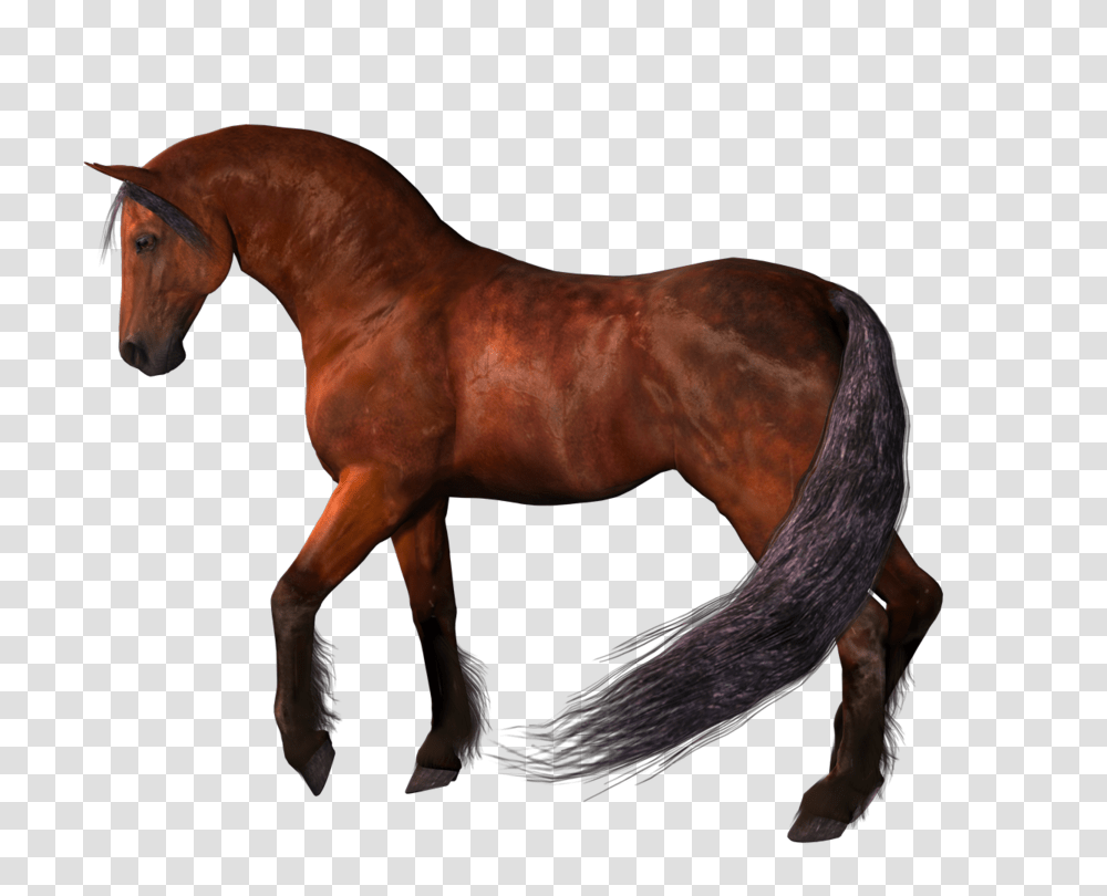 Animals, Horse, Mammal, Colt Horse, Antelope Transparent Png