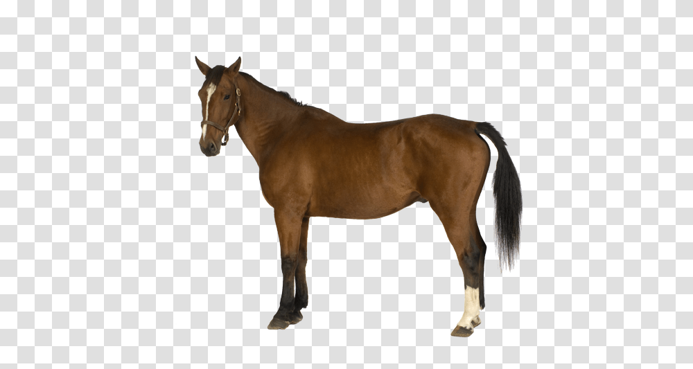 Animals, Horse, Mammal, Colt Horse, Stallion Transparent Png