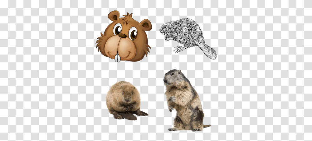 Animals Images Beaver, Wildlife, Mammal, Rodent, Bear Transparent Png