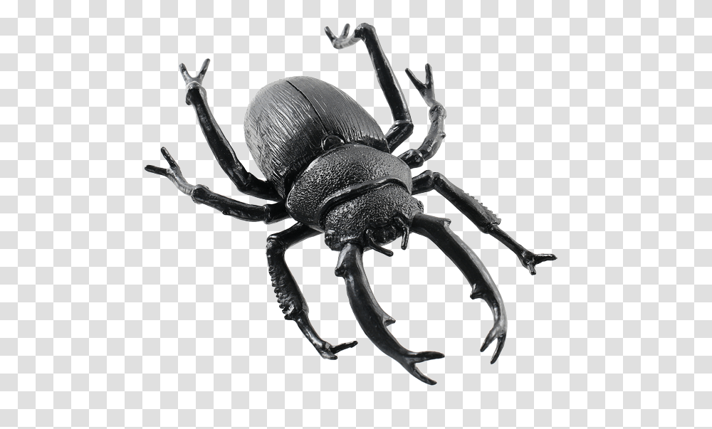 Animals Images Dung Beetle, Invertebrate, Spider, Arachnid, Insect Transparent Png