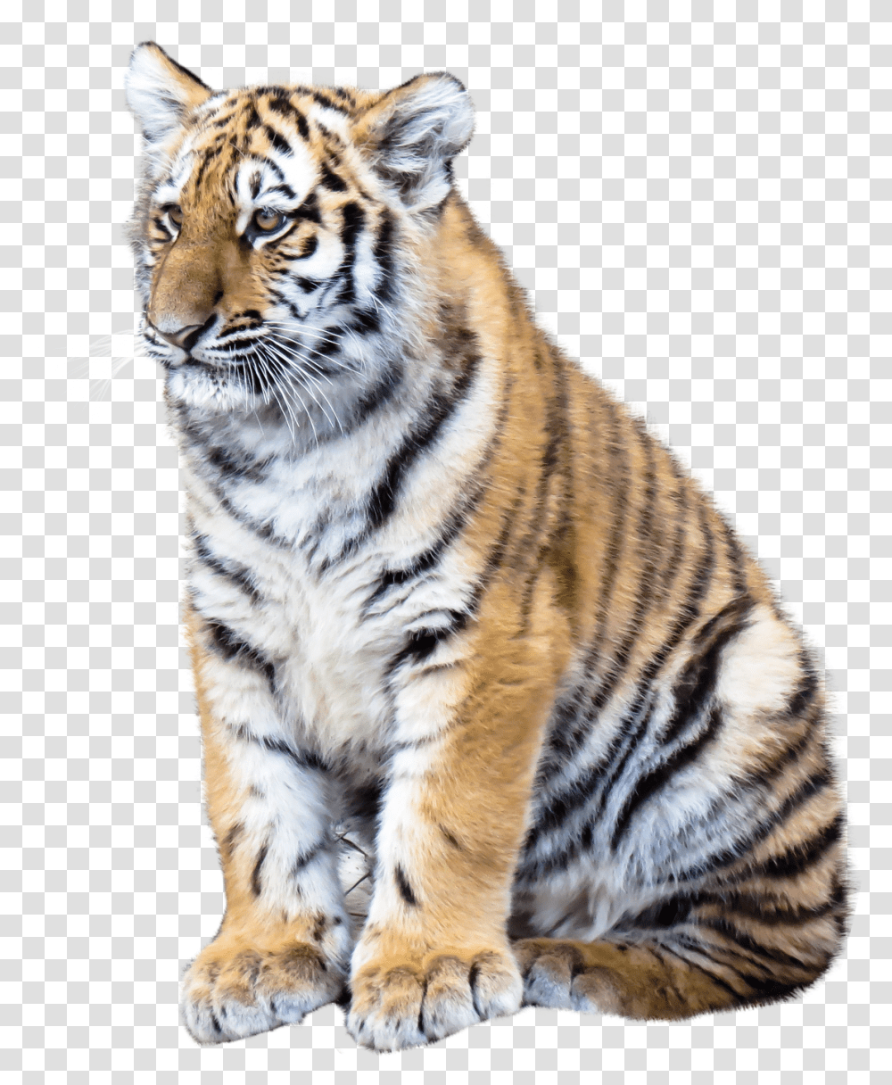 Animals Images Pngpix Tiger, Wildlife, Mammal Transparent Png