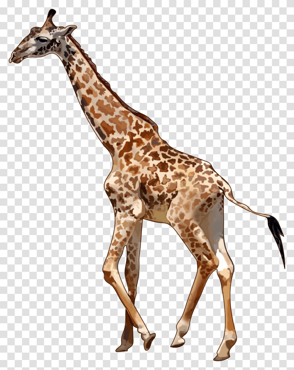 Animals Kenya Animals, Giraffe, Wildlife, Mammal, Gazelle Transparent Png