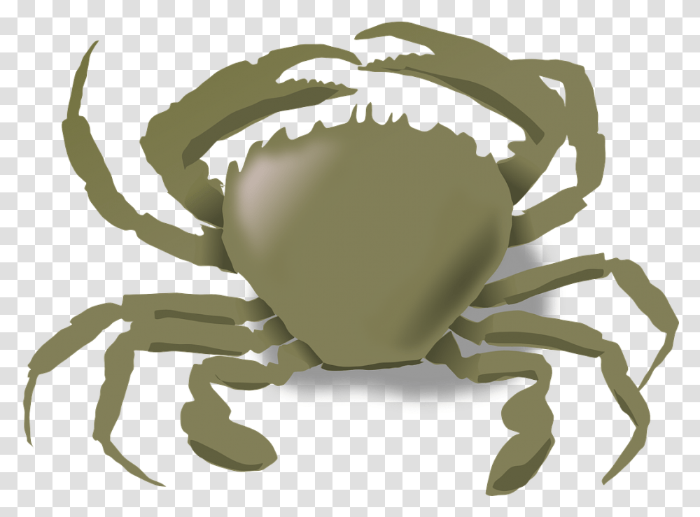 Animals Live In Water And Land, Crab, Seafood, Sea Life Transparent Png