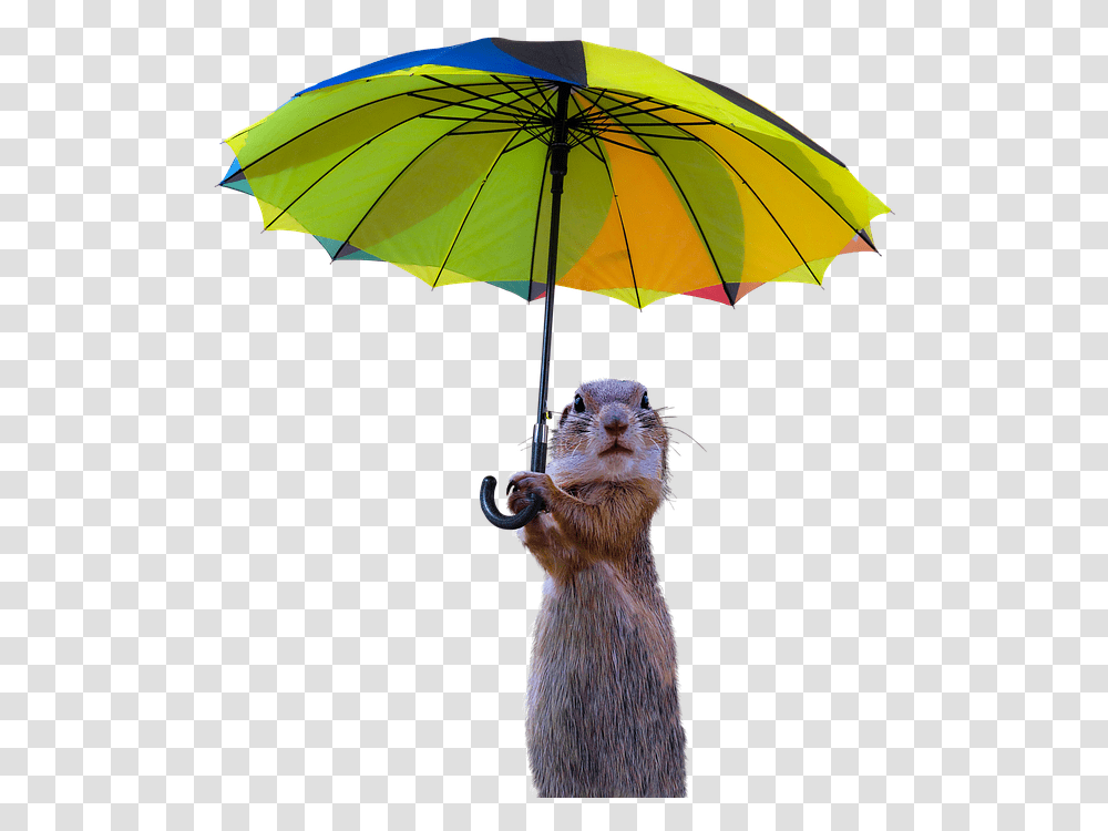 Animals Meerkat Isolated Umbrella Rain Protection Umbrella, Canopy, Mammal Transparent Png