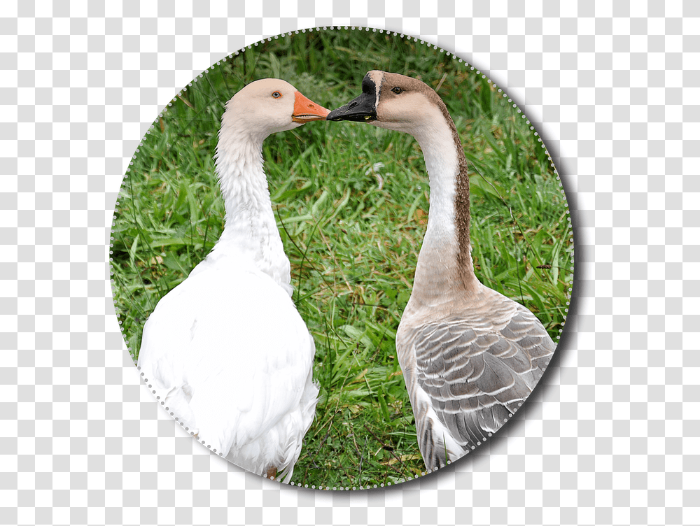 Animals Poultry Isolated Hewan Unggas, Bird, Goose Transparent Png