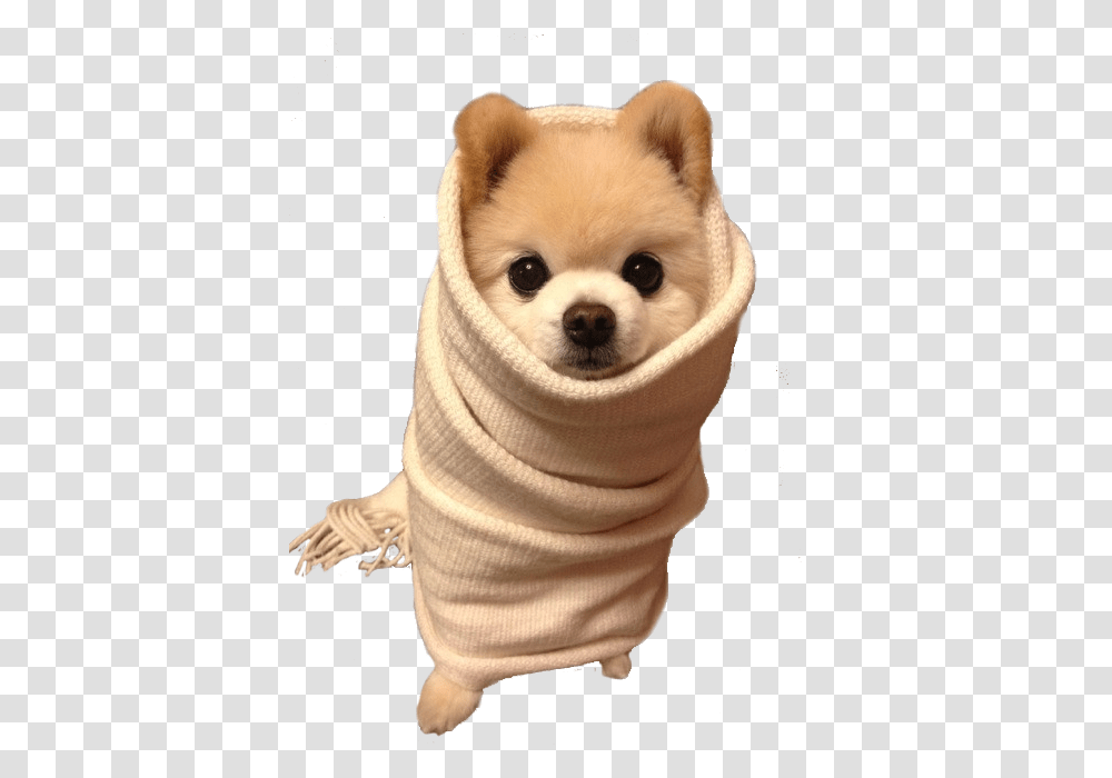 Animals Ready For Winter, Puppy, Dog, Pet, Canine Transparent Png