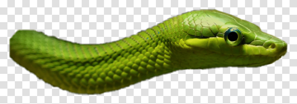 Animals Reptile Snake Green Western Green Mamba, Green Snake Transparent Png