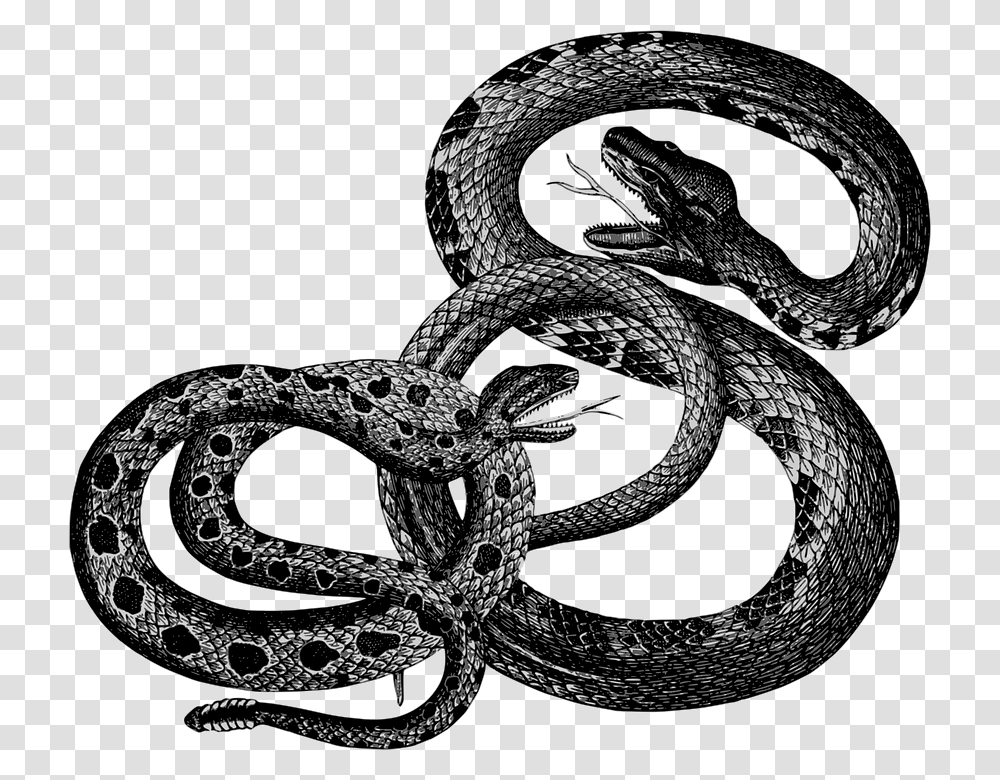 Animals Reptiles Snakes Vintage Snakes Vintage, King Snake, Rock Python, Anaconda, Lace Transparent Png