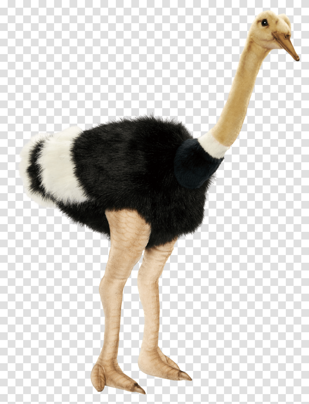 Animals That Are Background, Ostrich, Bird, Sheep, Mammal Transparent Png