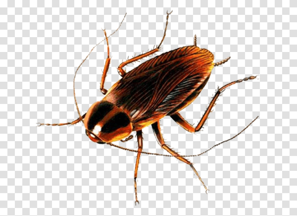 Animals That Breathe Through Spiracles, Cockroach, Insect, Invertebrate, Spider Transparent Png