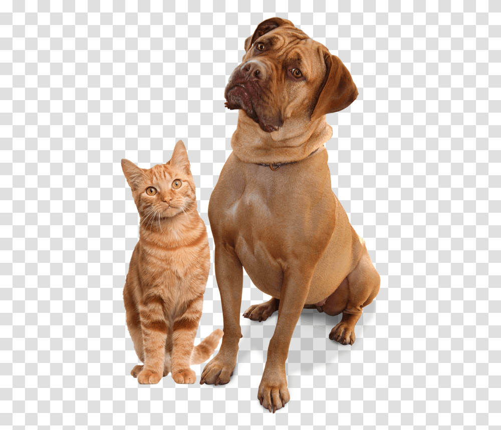 Animals That Can Walk, Dog, Pet, Canine, Mammal Transparent Png