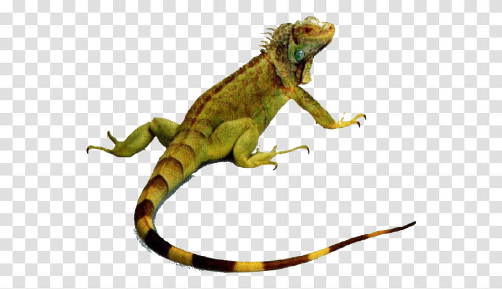 Animals That Crawl, Iguana, Lizard, Reptile, Gecko Transparent Png
