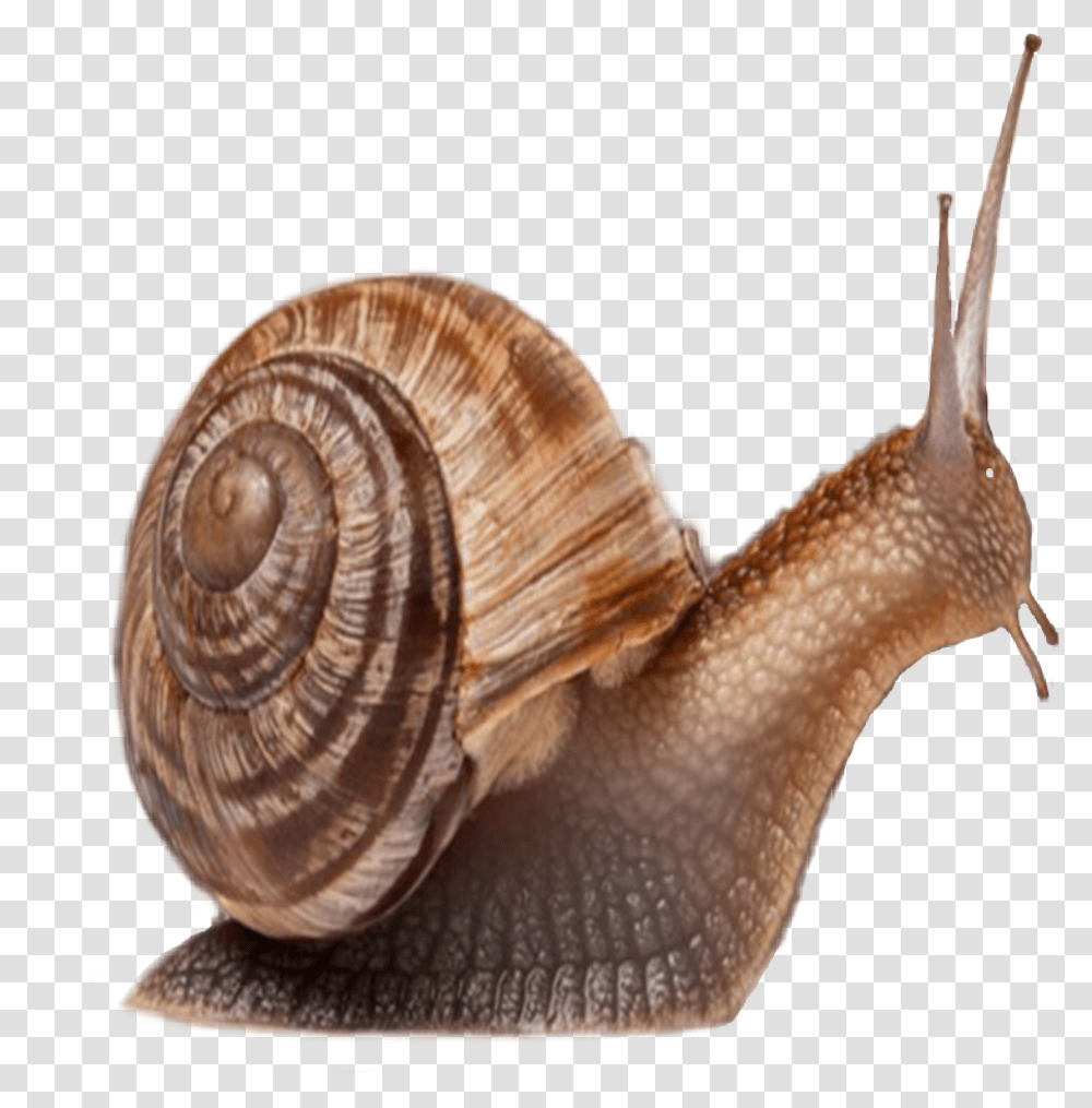 Animals That Has Shell, Snail, Invertebrate, Bird, Fungus Transparent Png