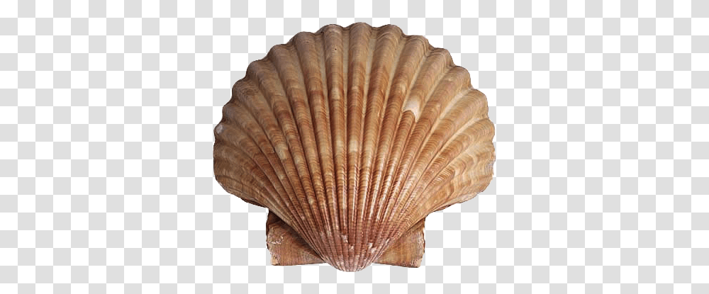 Animals That Have Shell Scallop Shell, Clam, Seashell, Invertebrate, Sea Life Transparent Png