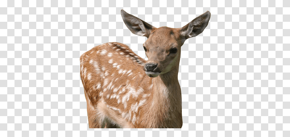 Animals To See And Enjoy From Chickens Baby Deer, Wildlife, Mammal, Antelope, Sheep Transparent Png