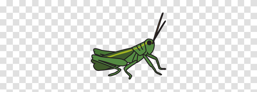 Animals Wildlife Esl Library, Grasshopper, Insect, Invertebrate, Grasshoper Transparent Png