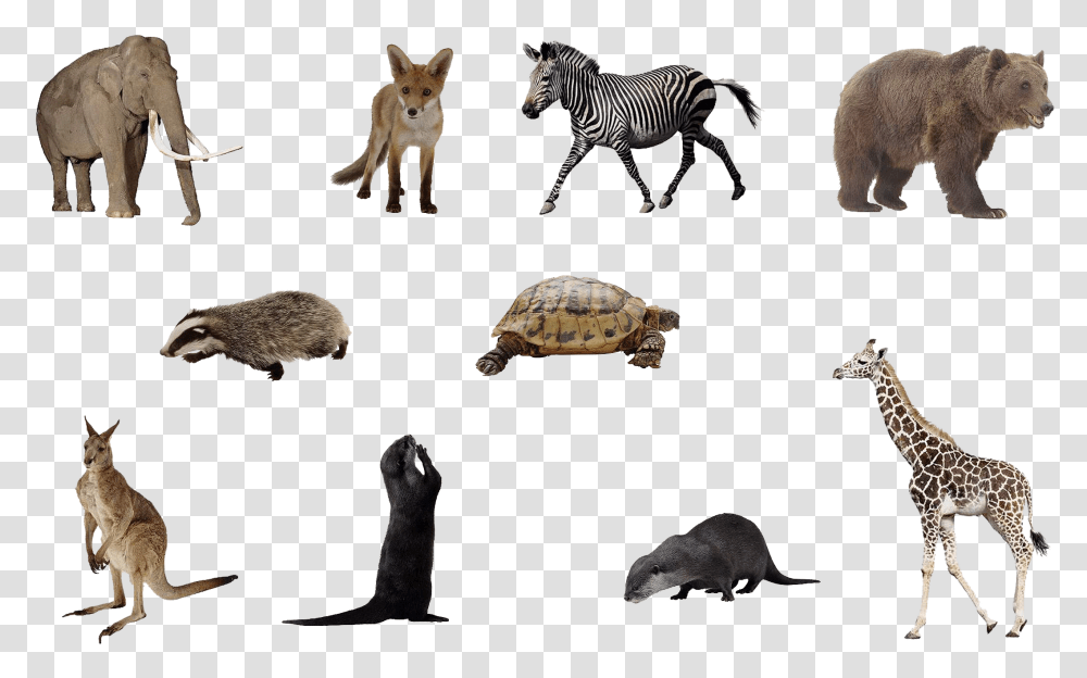 Animals With Background, Tortoise, Turtle, Reptile, Sea Life Transparent Png