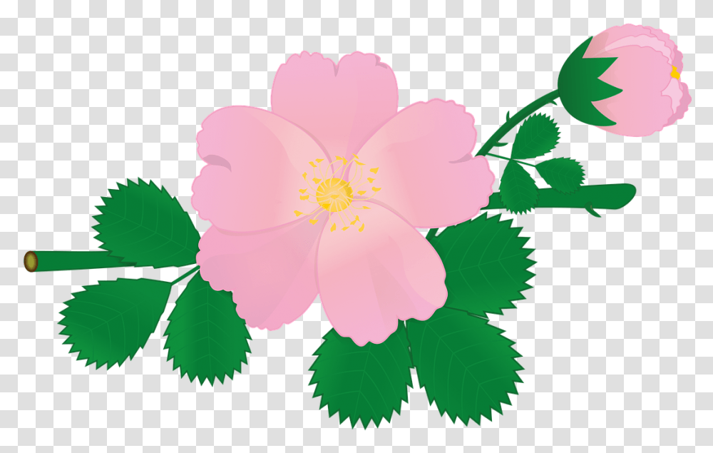 Animasi Bunga Mawar Pink, Plant, Hibiscus, Flower, Blossom Transparent Png