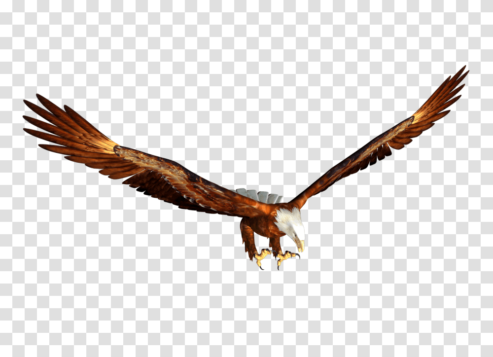 Animated Bald Eagle Hunting Image, Bird, Animal, Flying, Kite Bird Transparent Png