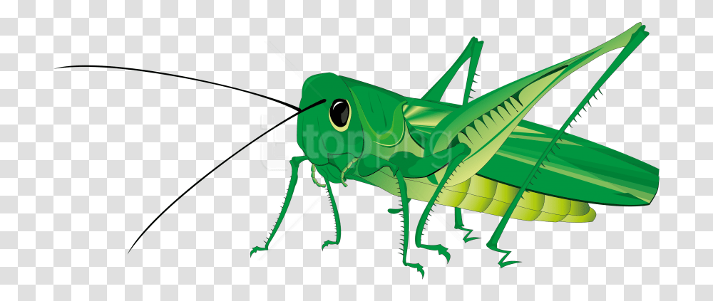 Animated Grasshopper Image Free Download Play Cri Cri Stickers, Insect, Invertebrate, Animal, Grasshoper Transparent Png