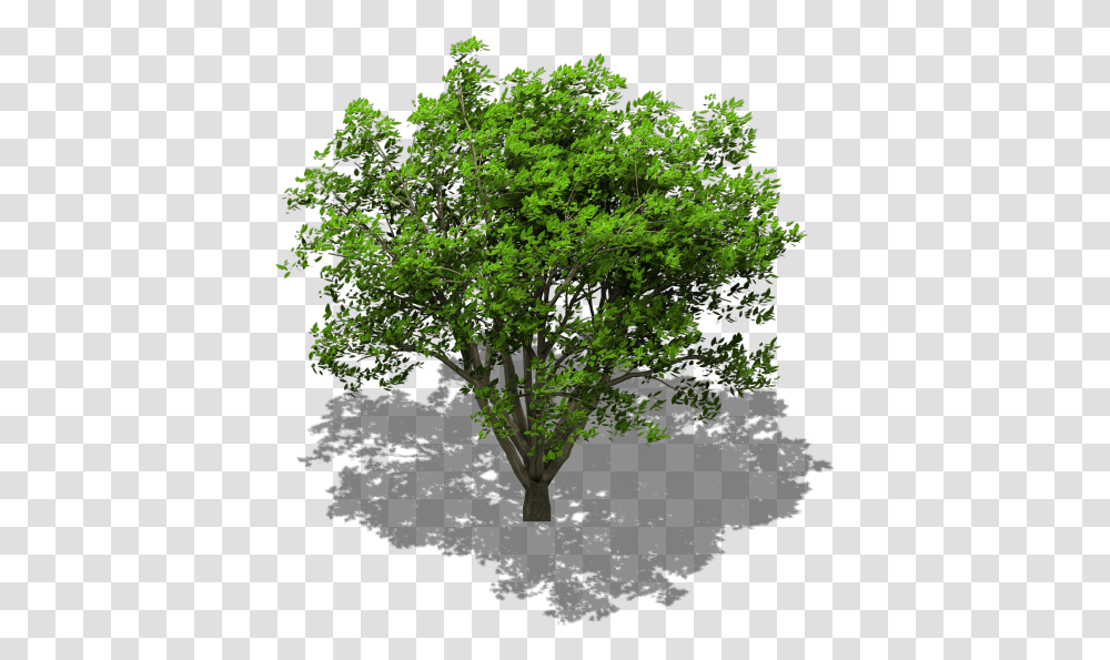 Animated Isometric Tree Bleed's Game Art Opengameartorg Single Tree, Plant, Oak, Silhouette, Sycamore Transparent Png