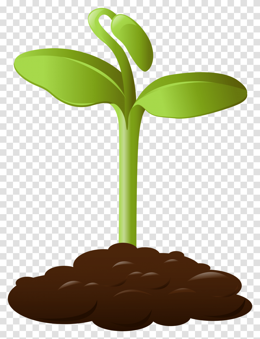 Animated Palm Tree Picture 381950 Planting Clipart Background, Sprout, Seed, Grain, Produce Transparent Png