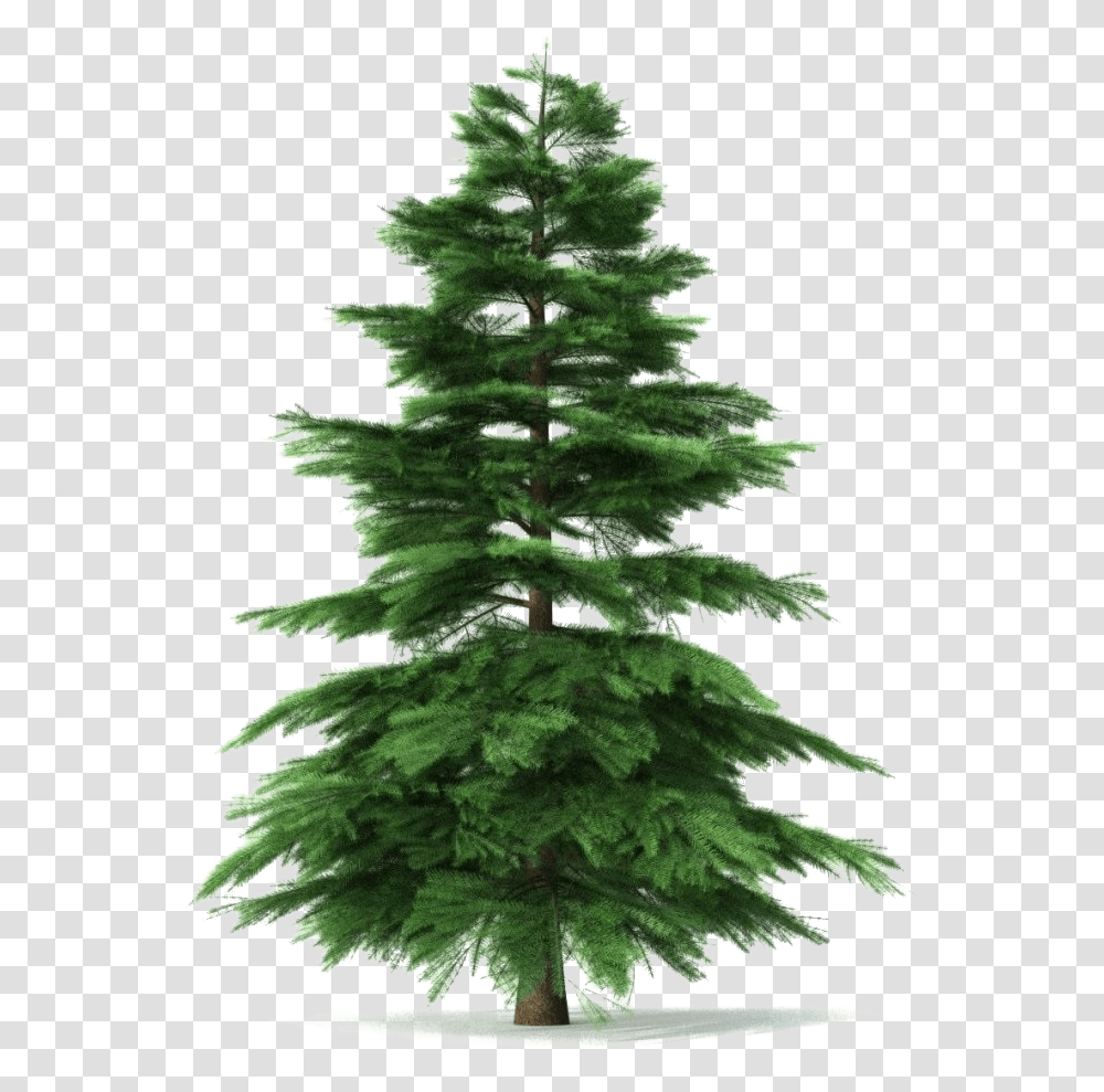 Animated Pine Tree, Christmas Tree, Ornament, Plant, Fir Transparent Png