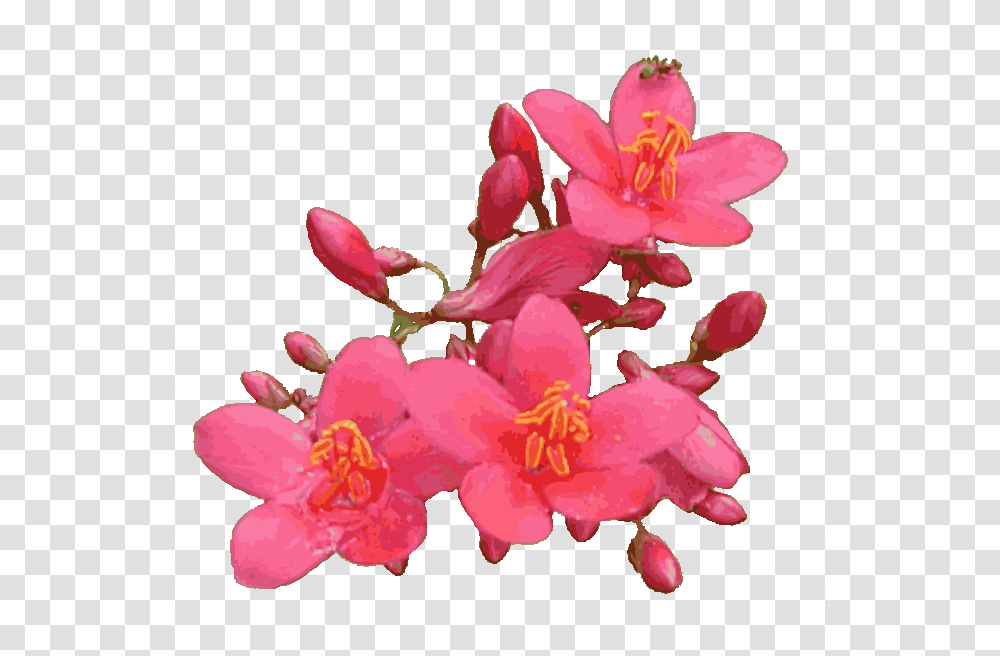 Animated Pink Flowers Flower With Background, Plant, Pollen, Blossom, Geranium Transparent Png