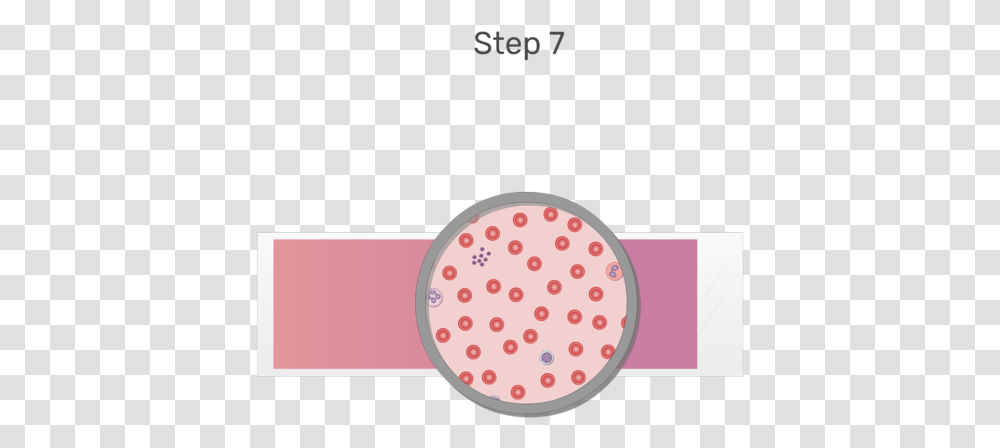 Animation Of Blood Cell Being Examined Under Microscope Blood Smear, Texture, Interior Design, Indoors, Label Transparent Png