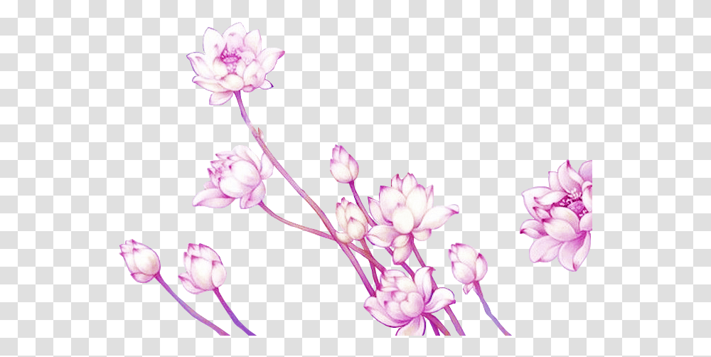 Anime Anime Flowers, Plant, Blossom, Cherry Blossom Transparent Png