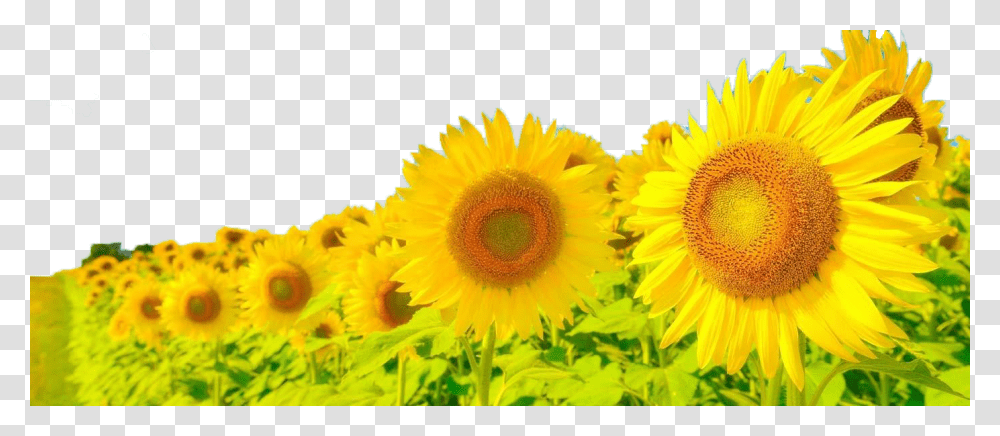 Anime Sunflowers, Plant, Blossom Transparent Png