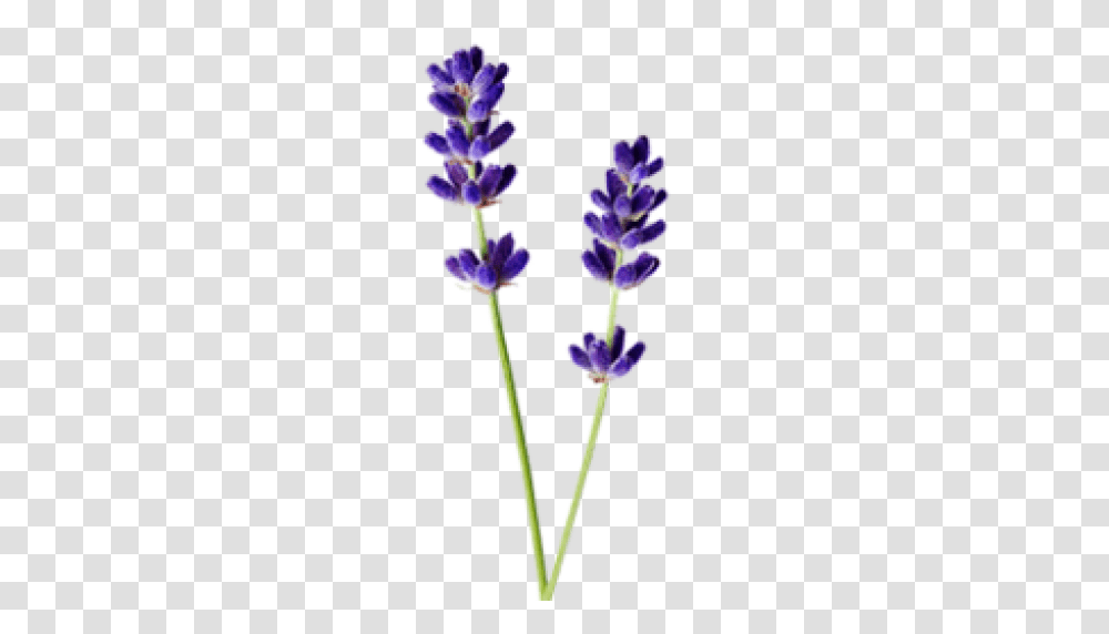 Anja, Plant, Lavender, Flower, Blossom Transparent Png