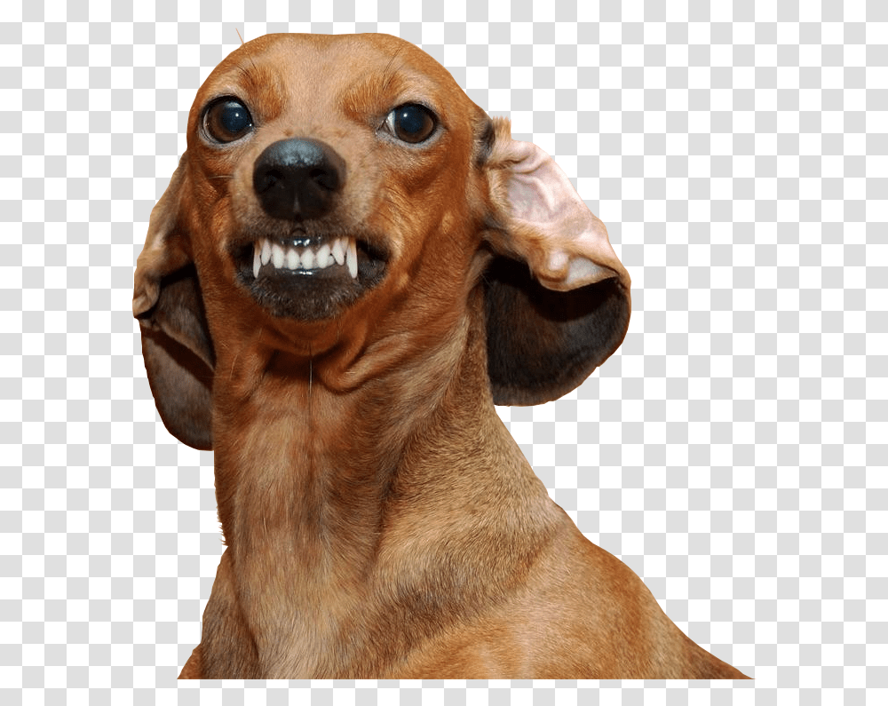 Ankle Biter Dog, Pet, Canine, Animal, Mammal Transparent Png