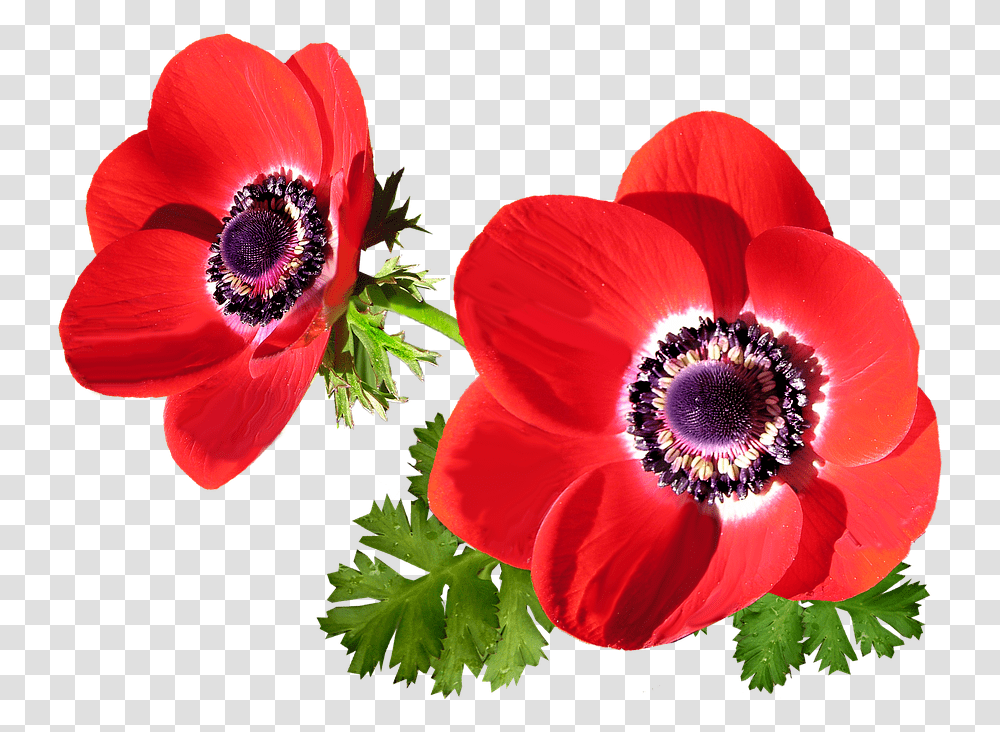 Anmone 5 Image Anemone Flower Red, Plant, Blossom, Poppy, Pollen Transparent Png