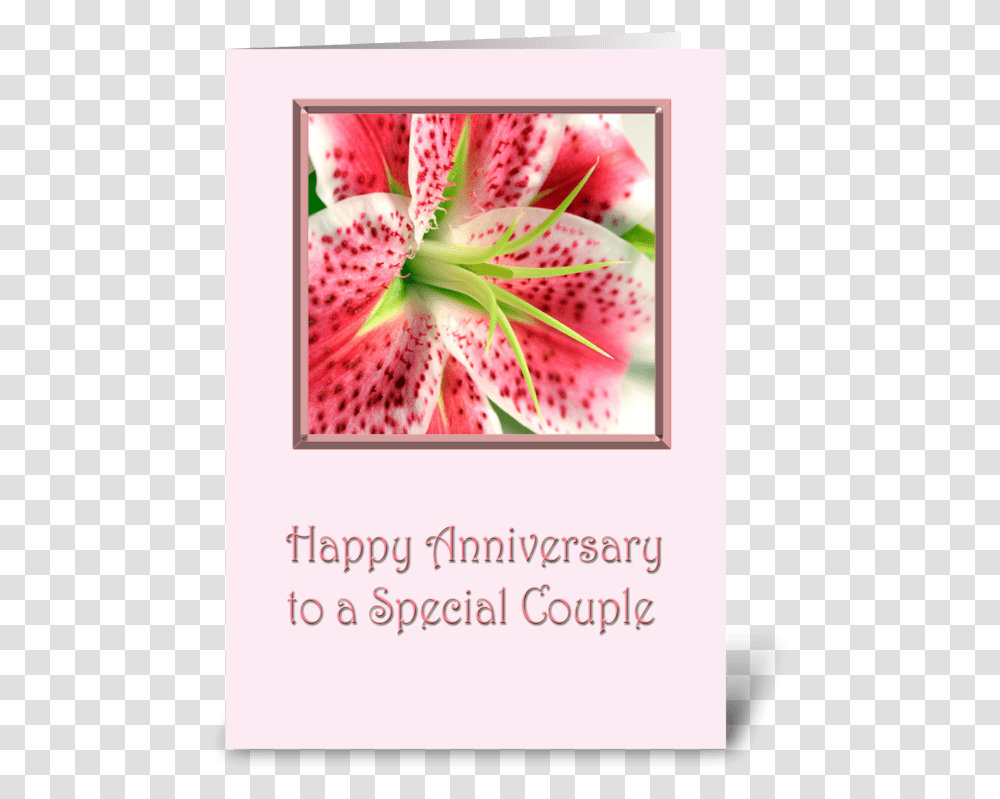 Anniversary Stargazer Lily Greeting Card Happy Anniversary Stargazer Lilies, Plant, Flower, Blossom, Amaryllis Transparent Png