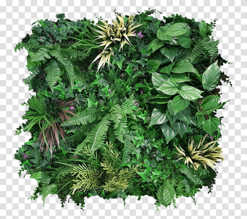 Annotation 2019 07 17 Clipped Rev 1 Fern, Vegetation, Plant, Bush, Rainforest Transparent Png