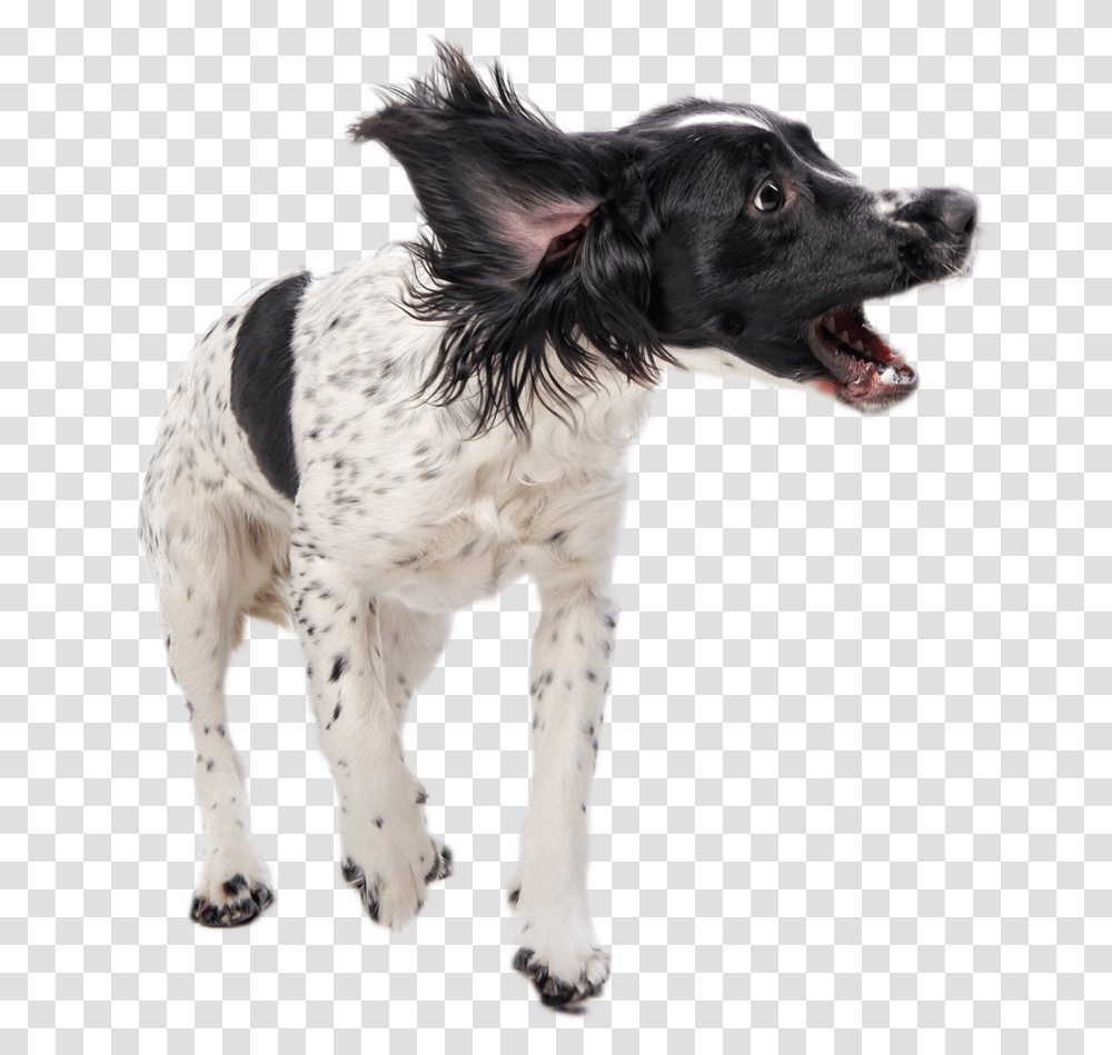 Annoying Dog Dog Playing, Pet, Canine, Animal, Mammal Transparent Png