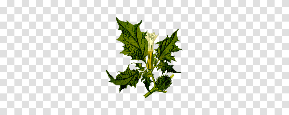 Annual Technology, Leaf, Plant, Green Transparent Png