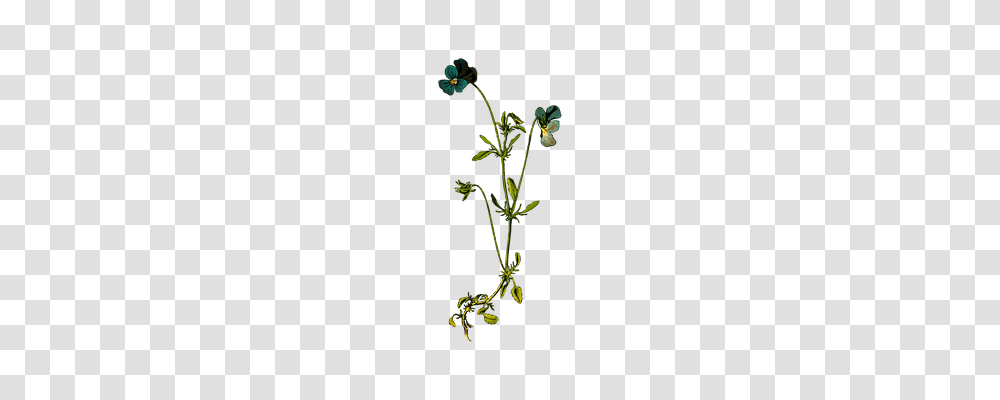 Annual Technology, Plant, Green, Flower Transparent Png